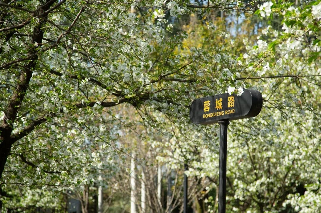 2026年四川高考国家专项计划报考全攻略